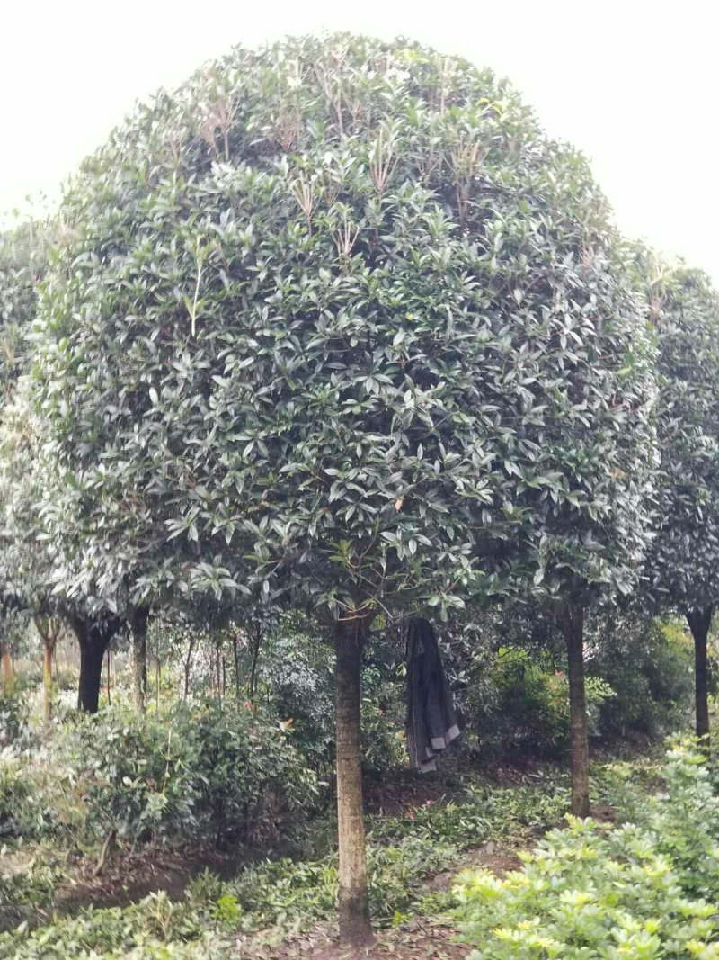 西南桂花基地，12公分精品桂花