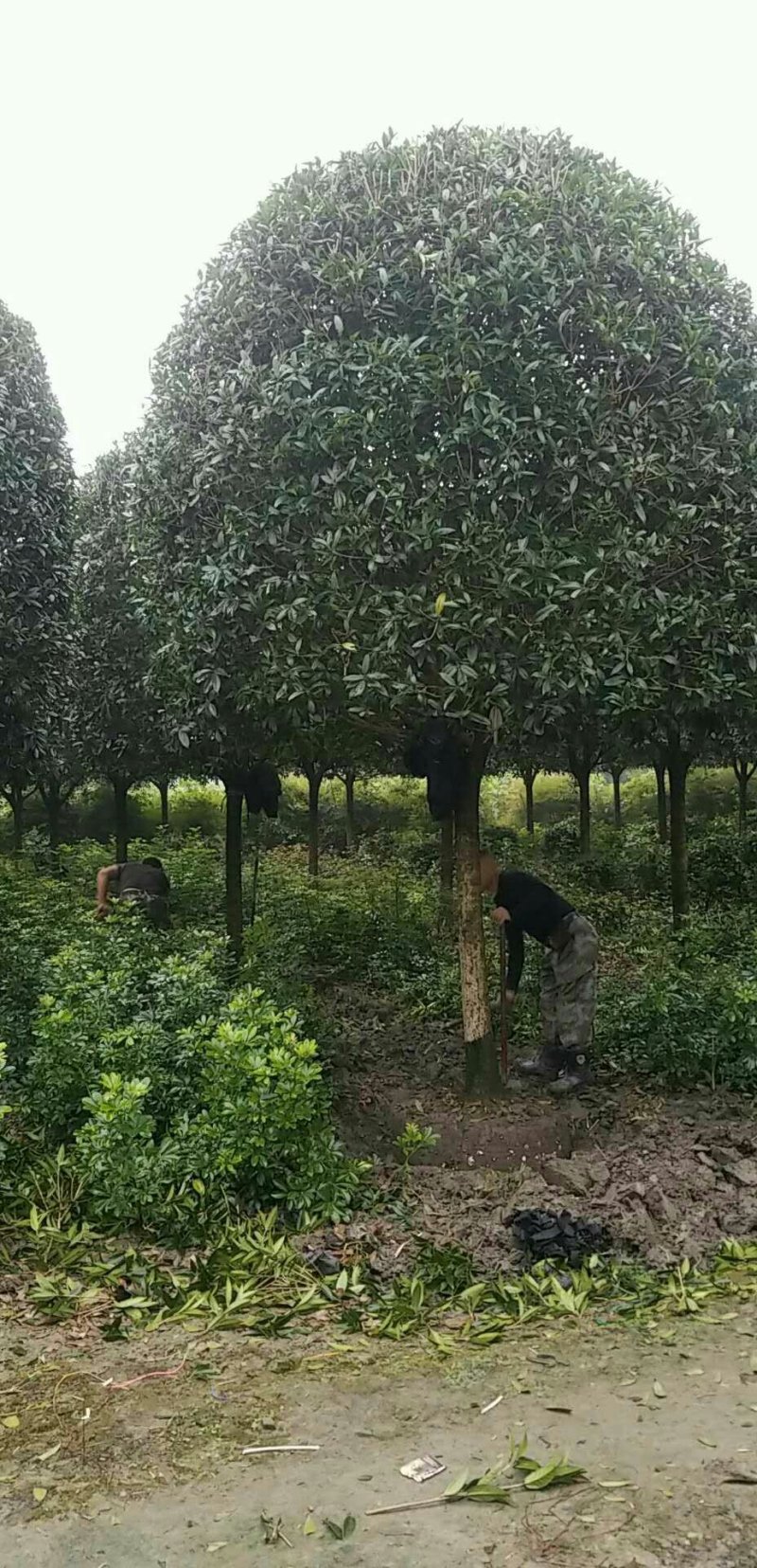 西南桂花基地，12公分精品桂花