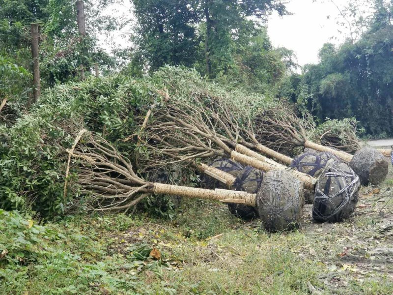 西南桂花基地，12公分精品桂花