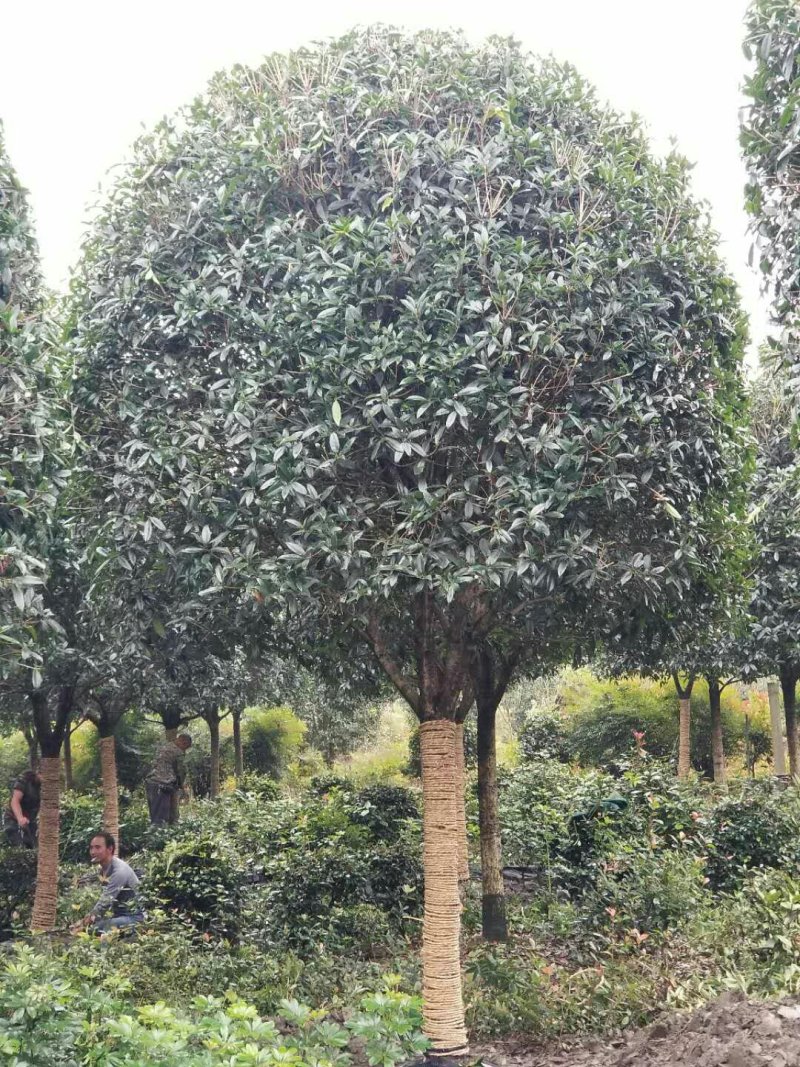 西南桂花基地，12公分精品桂花