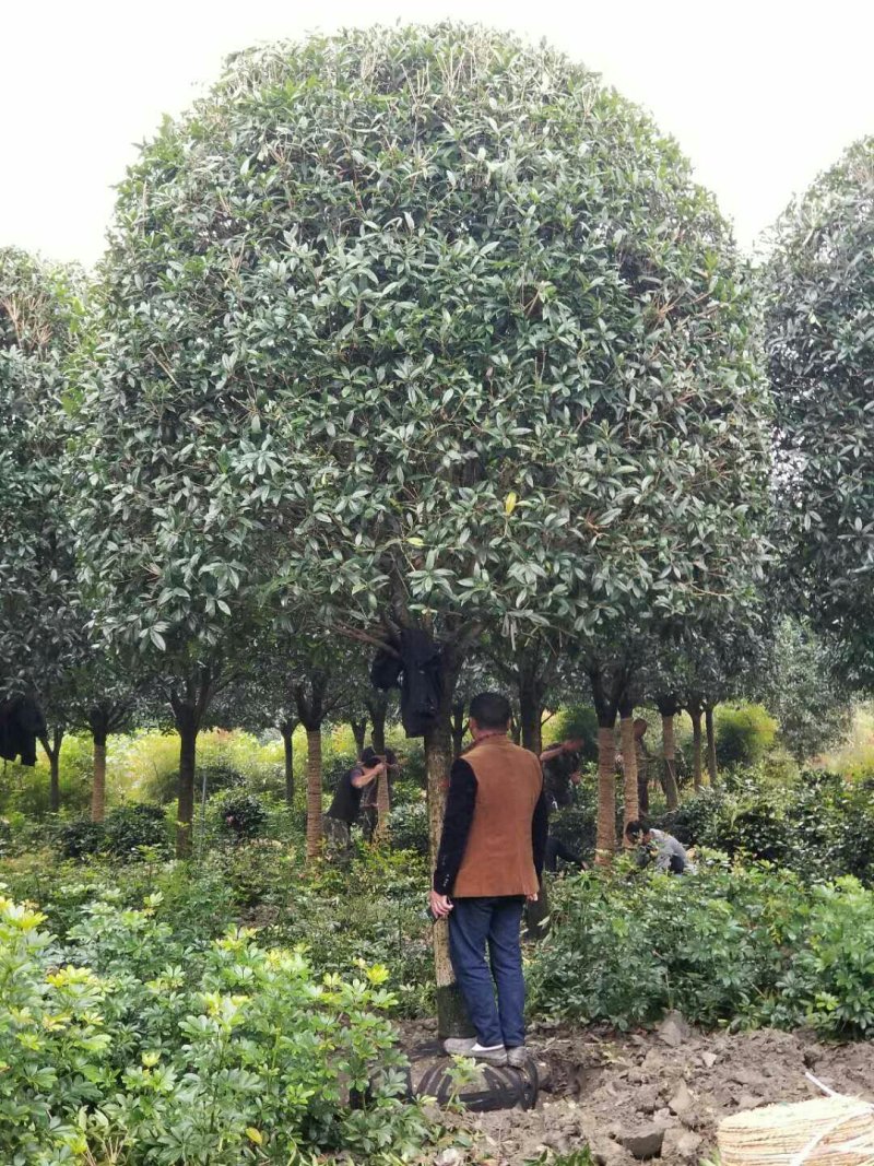 西南桂花基地，12公分精品桂花