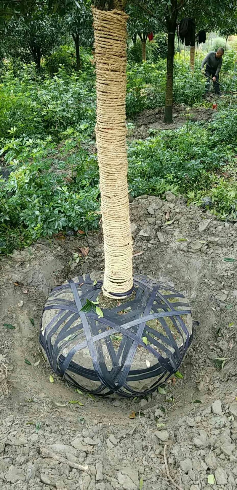 西南桂花基地，12公分精品桂花