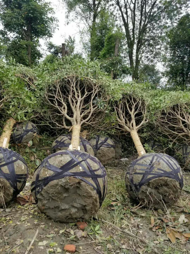 西南桂花基地，12公分精品桂花