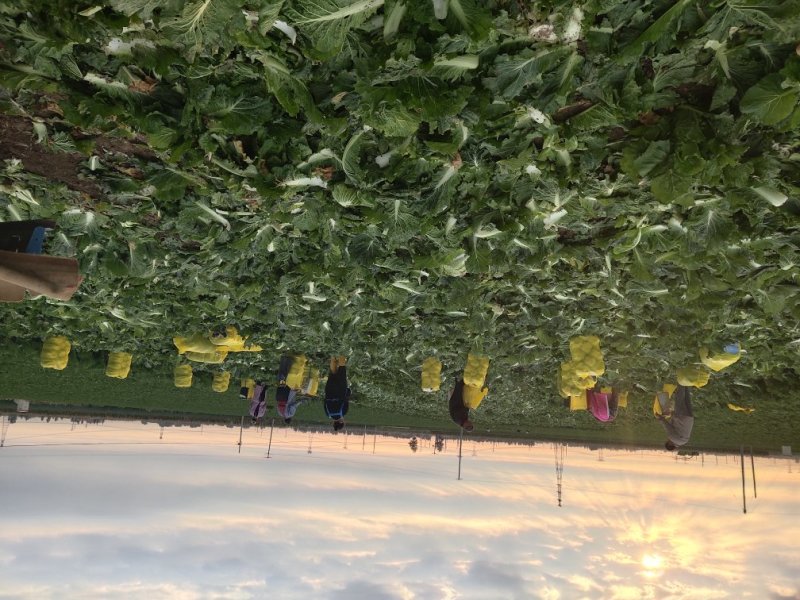 北京三号白菜大量上市