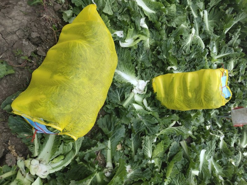北京三号白菜大量上市