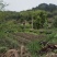 农村大山土蜂蜜，今年割的第一次土蜂蜜