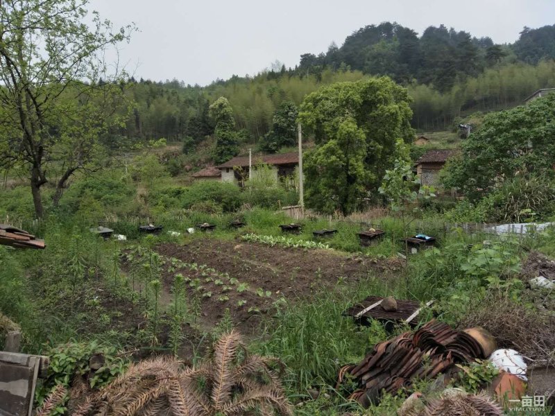农村大山土蜂蜜，今年割的第一次土蜂蜜
