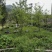 农村大山土蜂蜜，今年割的第一次土蜂蜜