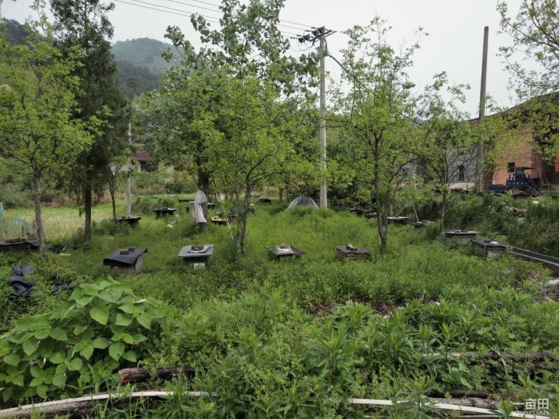 农村大山土蜂蜜，今年割的第一次土蜂蜜