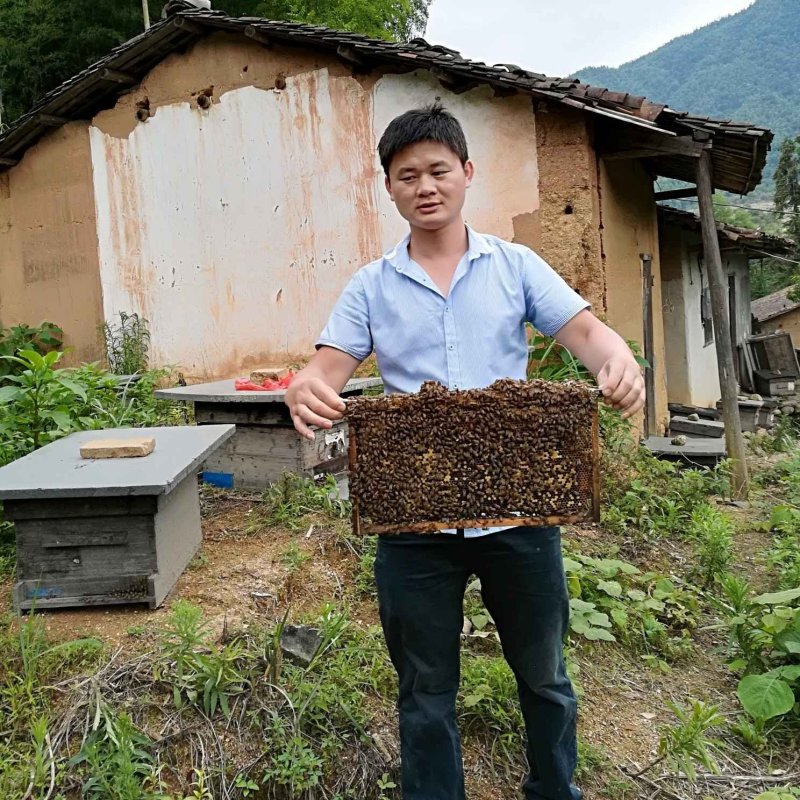 农村大山土蜂蜜，今年割的第一次土蜂蜜