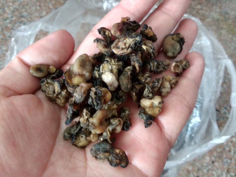 2018年自家晒制闽南小海蛎干