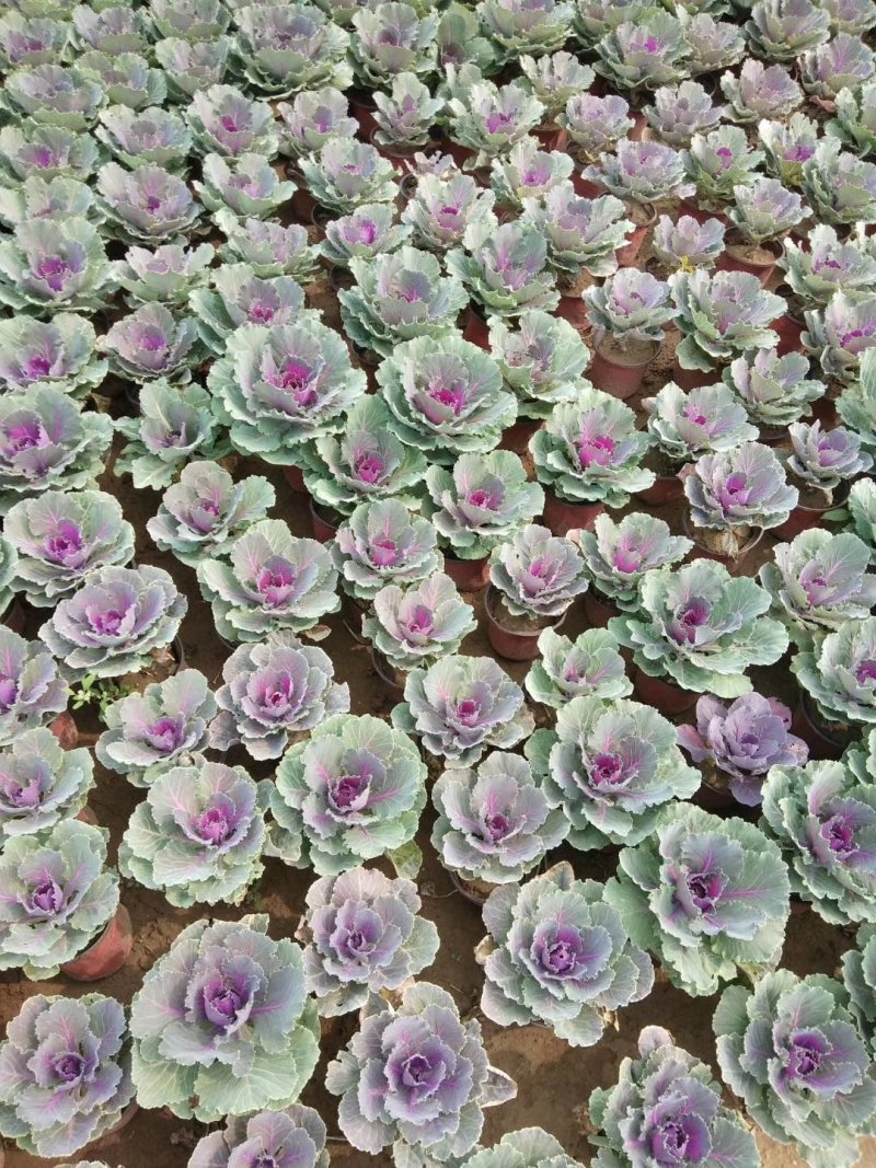 羽衣甘蓝