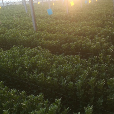 红豆杉。曼地亚红豆杉！地茎5-**6公分