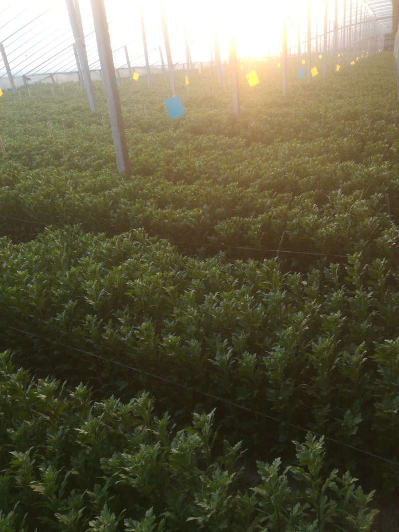 红豆杉。曼地亚红豆杉！地茎5-**6公分
