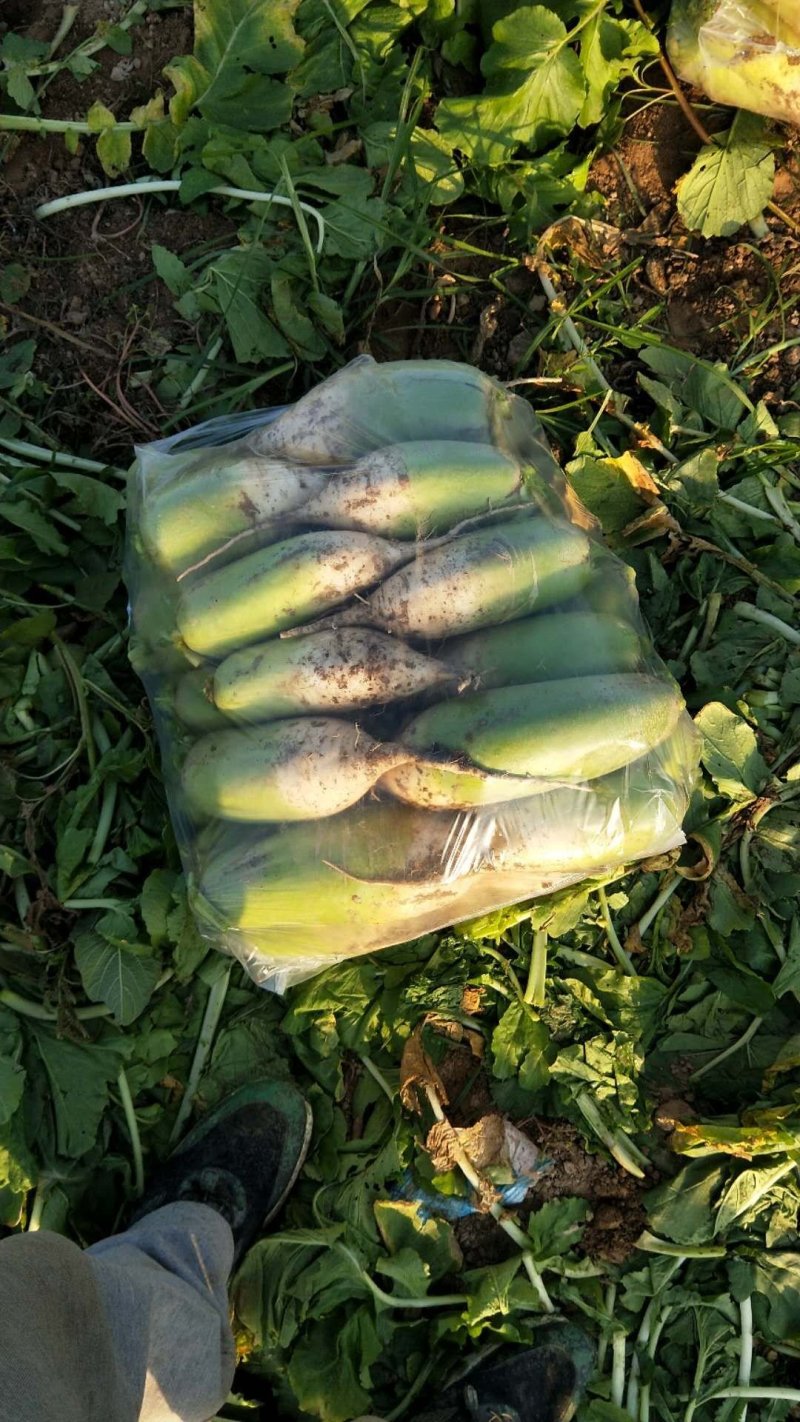 791青萝卜，(精品)绿翠源果蔬专业合作社