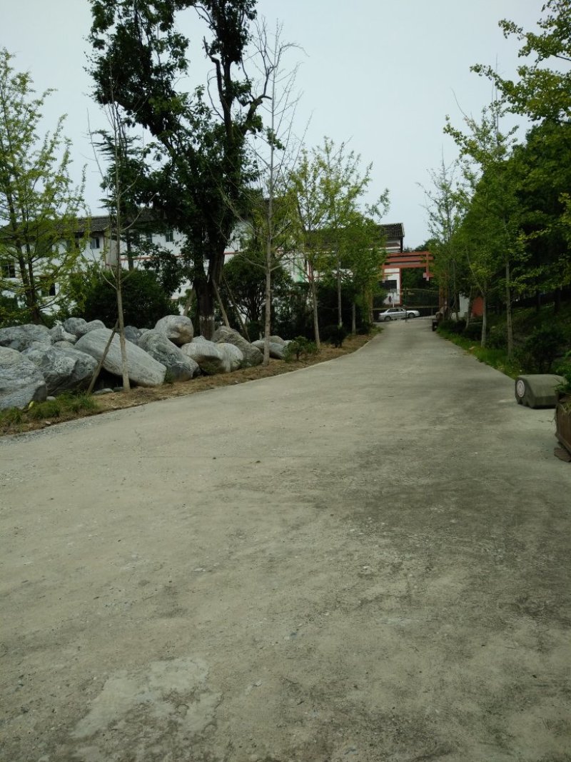 皂角