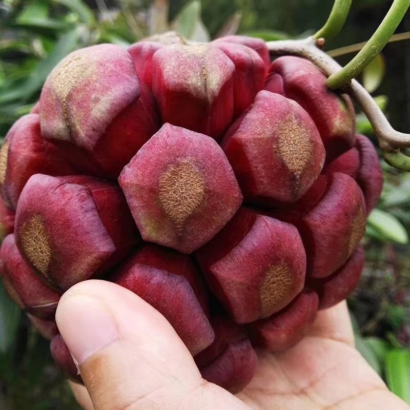 布福娜