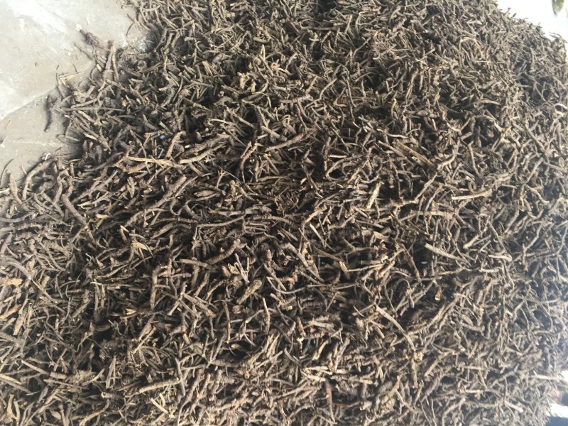 野生羌活产地直发质量保证支持视频看货