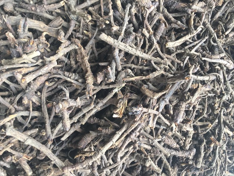 野生羌活产地直发质量保证支持视频看货