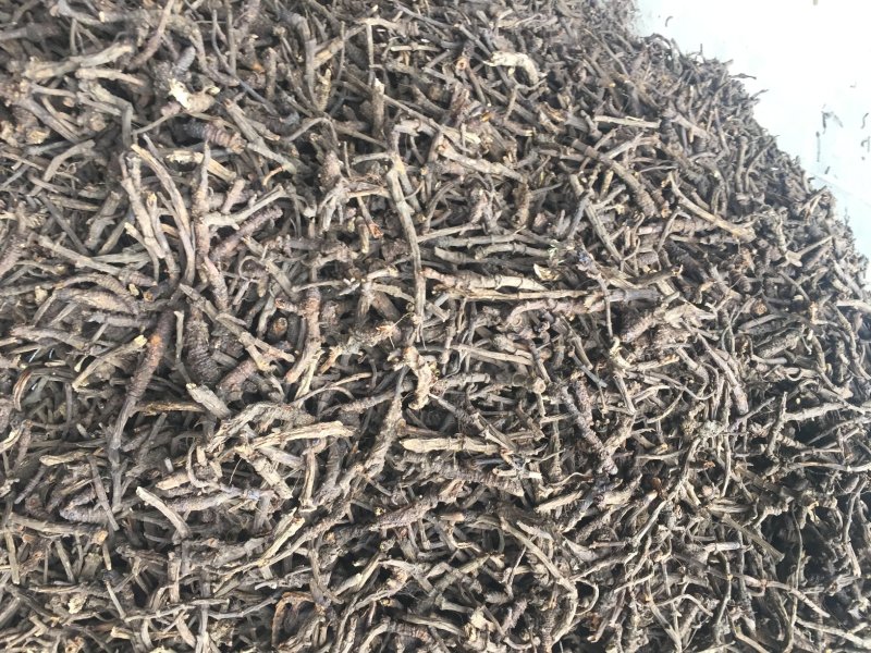 野生羌活产地直发质量保证支持视频看货