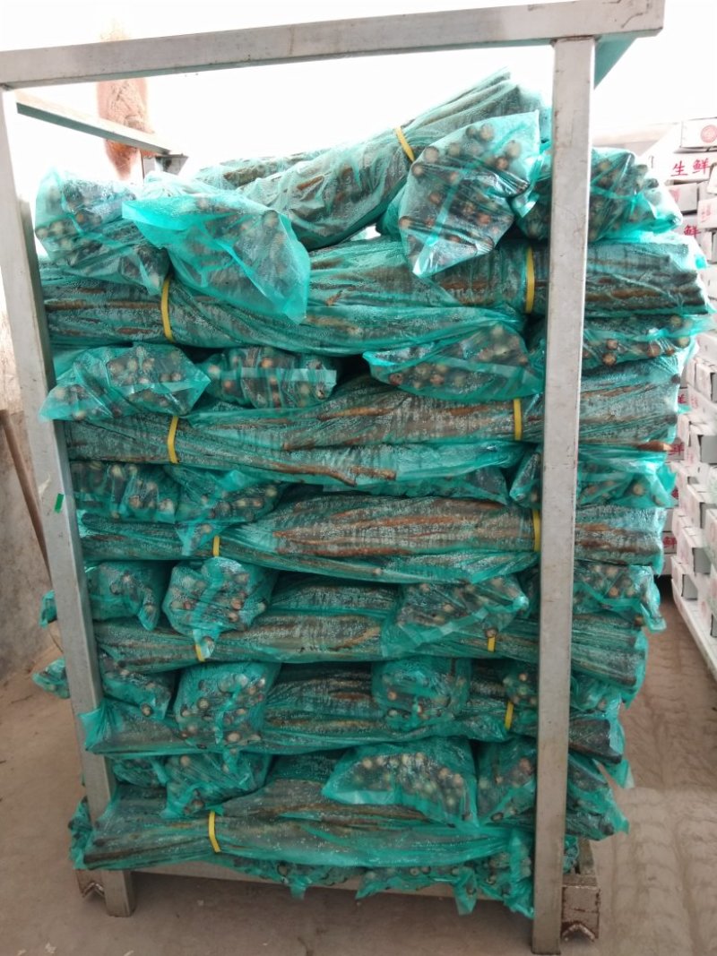牛蒡牛蒡根保鲜牛蒡牛蒡干牛蒡片牛蒡颗粒一手货源