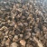 野生马蹄大黄全干无霉质量保证可视频看货