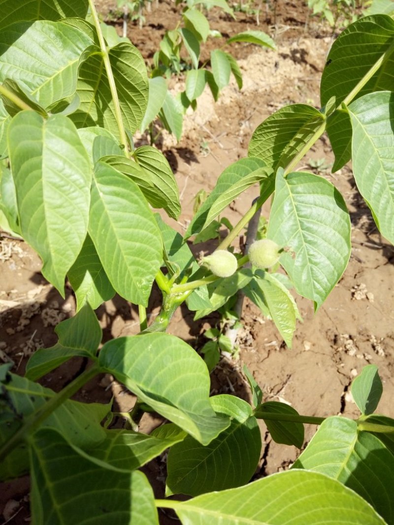 核桃苗100厘米以上2年苗包邮嫁接的有纯辽核一现挖现发