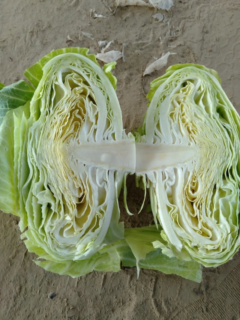甘蓝