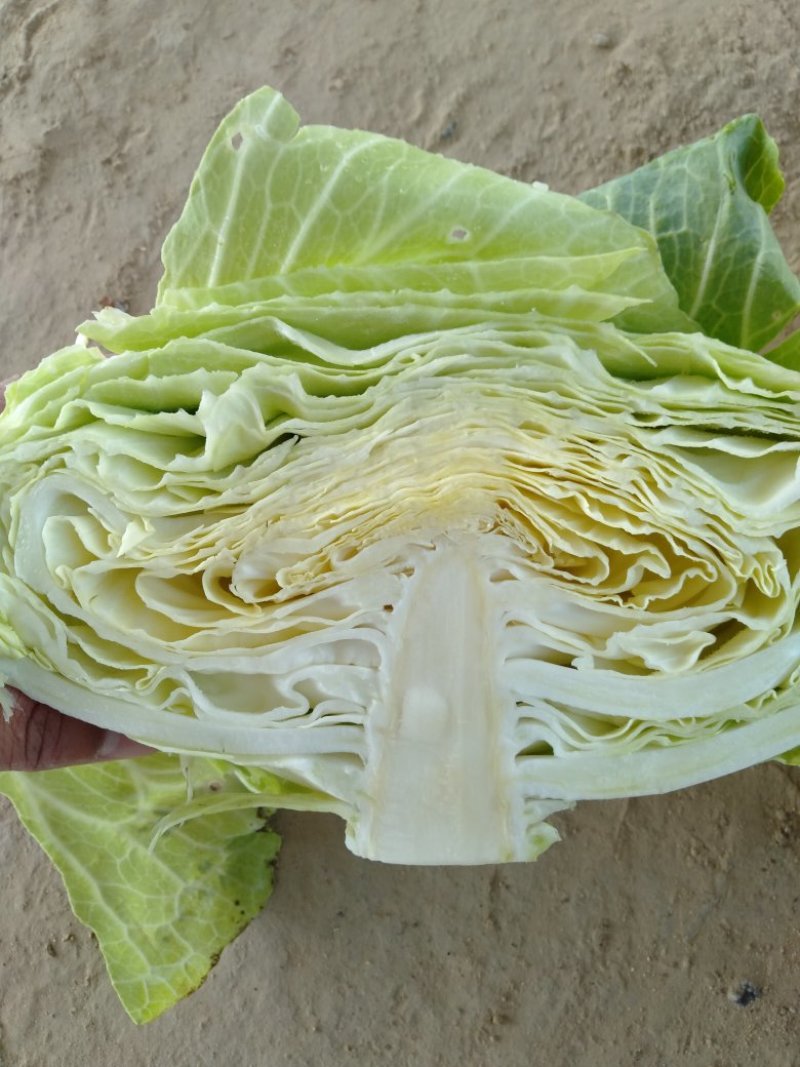 甘蓝