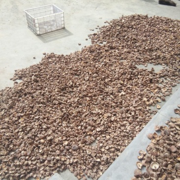 干香茹