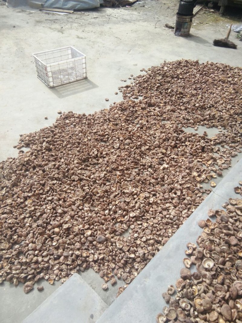 干香茹