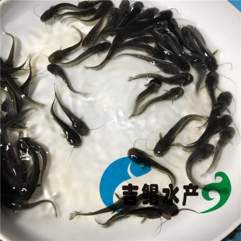 大口鲶苗杂交鲶鱼苗