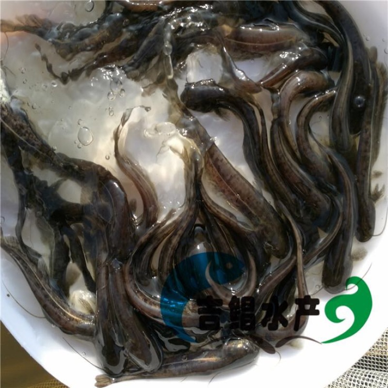 大口鲶苗杂交鲶鱼苗