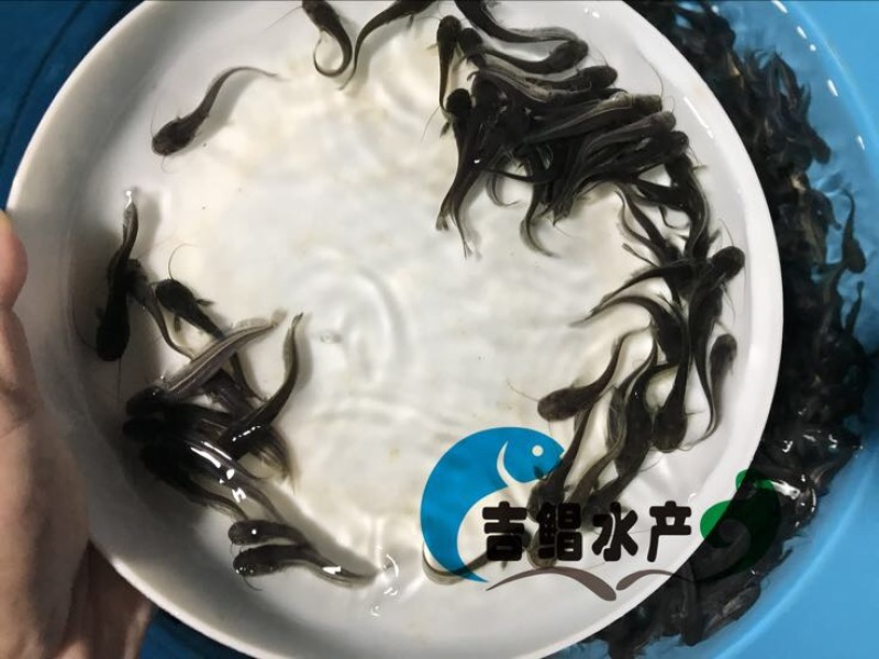 大口鲶苗杂交鲶鱼苗