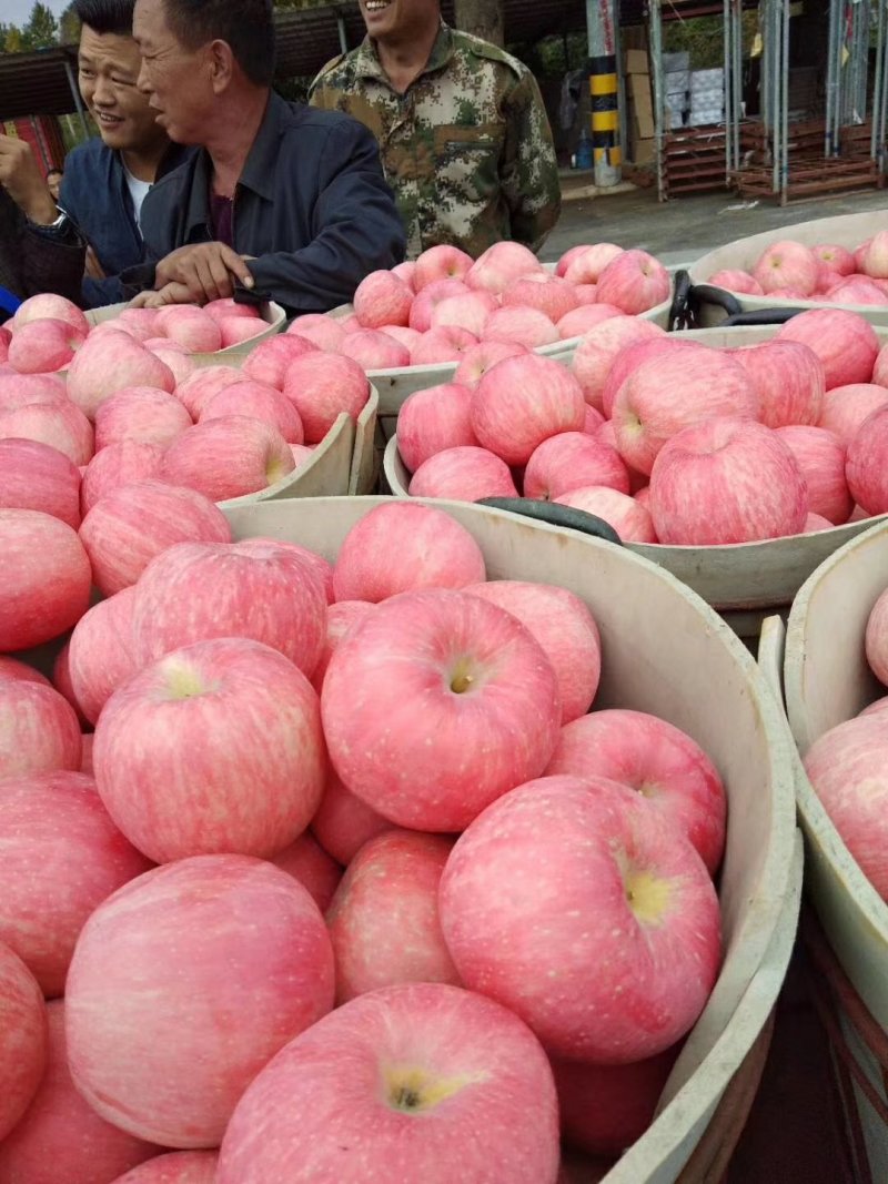 栖霞精品红富士苹果，货源充足全国发货，量大从优致电联系