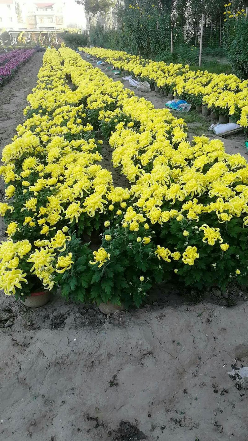 菊花