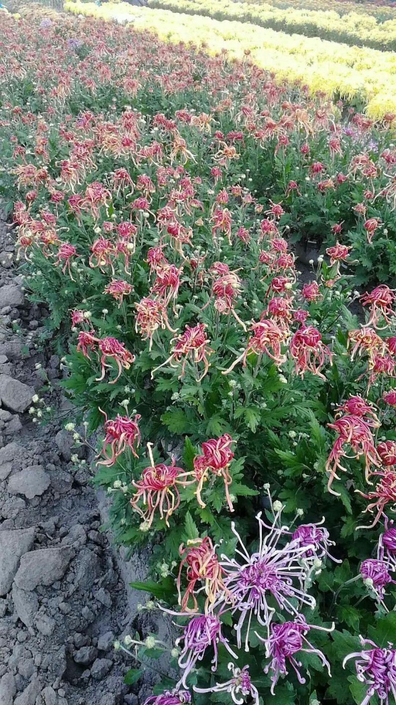 菊花