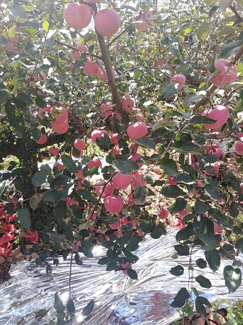 山东烟台红富士苹果各个等级精品，保质保量，量大优惠