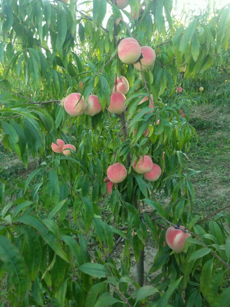 毛桃，映山红