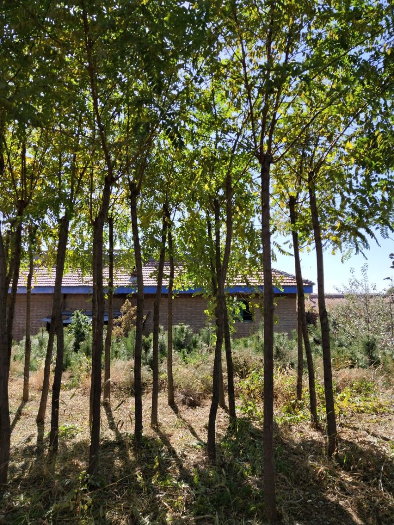 六公分刺槐，三米截杆，两年发帽