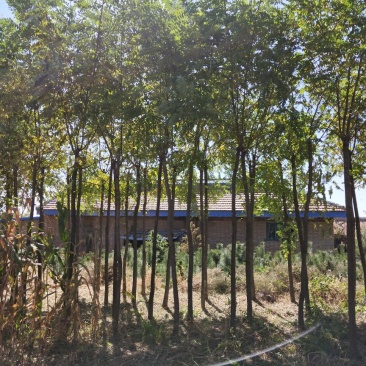 六公分刺槐，三米截杆，两年发帽