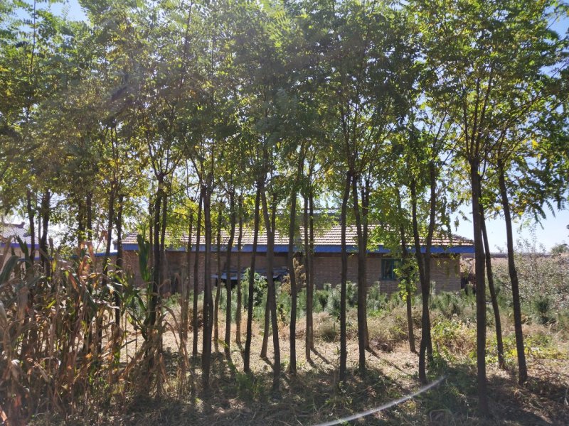 六公分刺槐，三米截杆，两年发帽