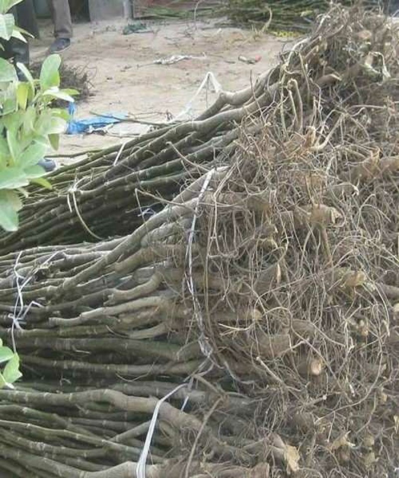 核桃苗，基地批发，品种纯正，提供免费技术服务