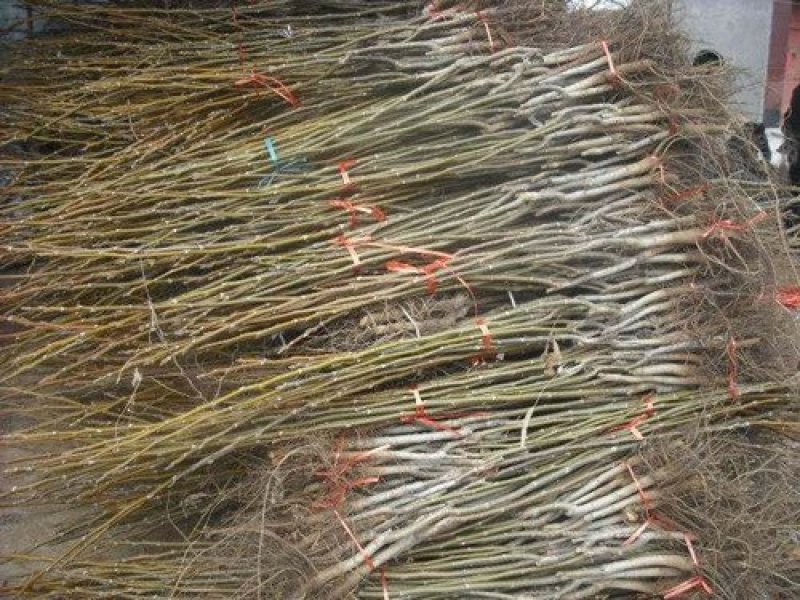 核桃苗，基地批发，品种纯正，提供免费技术服务