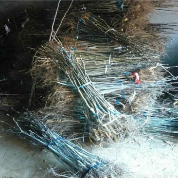 核桃苗，基地批发，品种纯正，提供免费技术服务