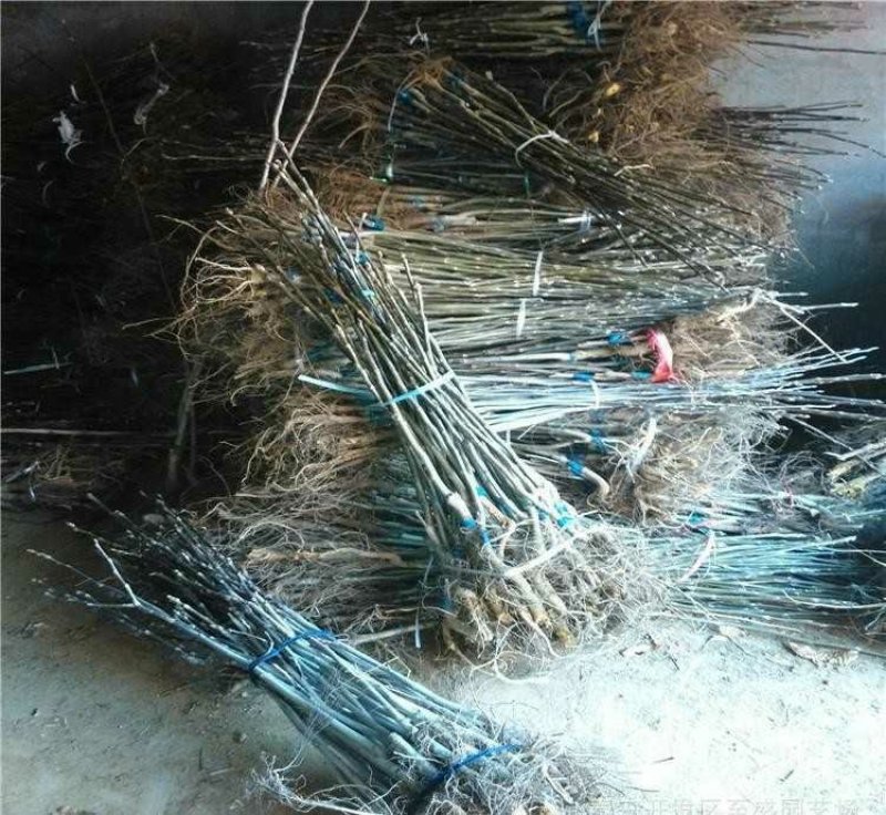 核桃苗，基地批发，品种纯正，提供免费技术服务