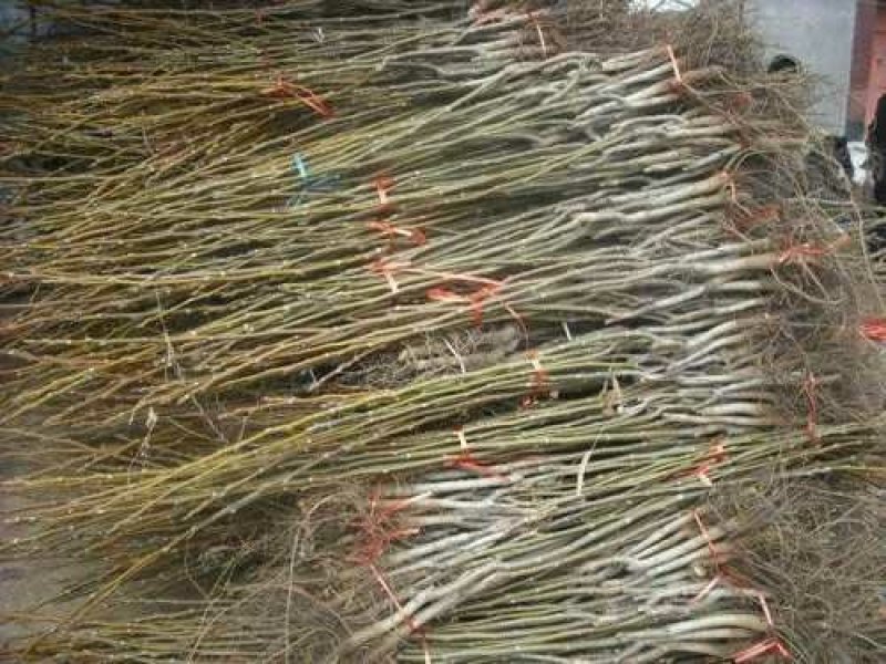 核桃苗，基地批发，品种纯正，提供免费技术服务