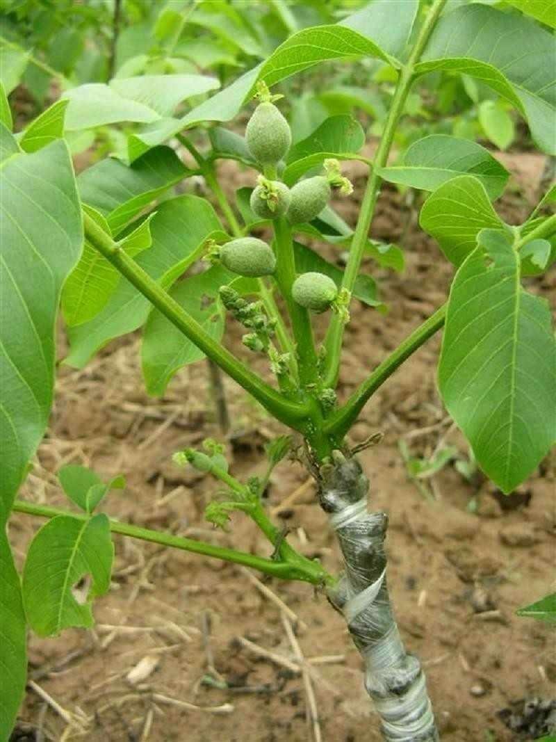核桃苗，基地批发，品种纯正，提供免费技术服务