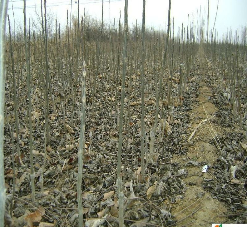 核桃苗，基地批发，品种纯正，提供免费技术服务