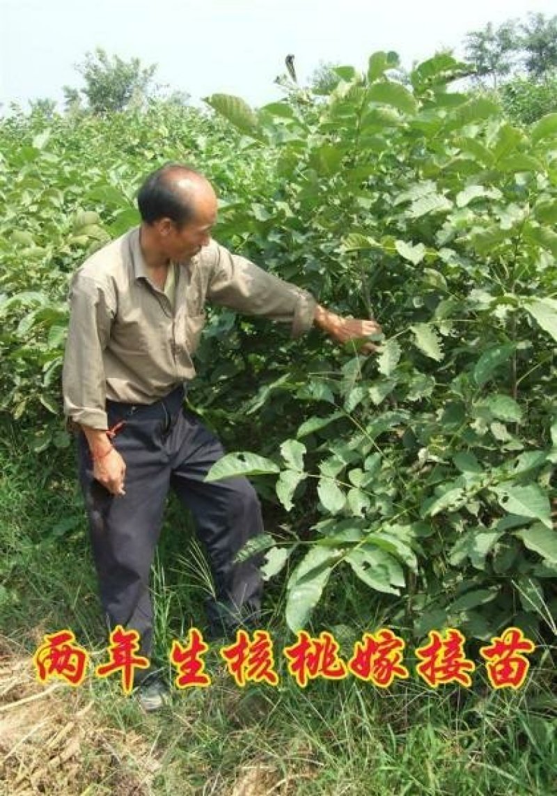 核桃苗，基地批发，品种纯正，提供免费技术服务